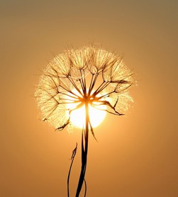Pusteblume