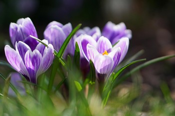 Blumen